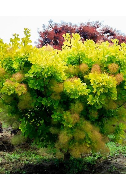 Скумпія шкіряста Голден Спіріт / Анкот 